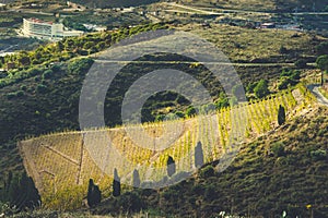 View to the vineyards of Vermillion Coast, Catalonia, France