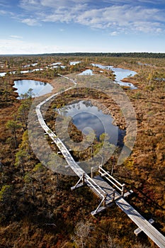 View to walking trail in swamp