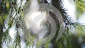 View to the waving branches of fir tree during the sunny day on the sun on the background. Selective focus.