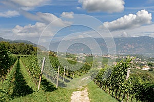 View to Wine Village of Appiano or Eppan,Trentino,South Tirol,Italy