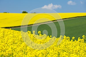 View to yellow raper flowers and green field