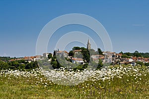 View to Zminj and the field with the flowers