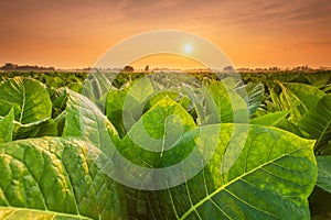 View of tobacco plant in the field at Sukhothai province, Northern of Thailand