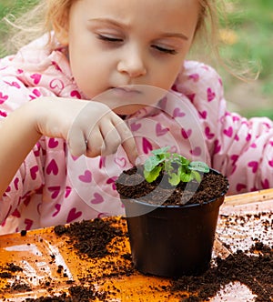 View of toddler child planting young beet seedling in to a fertile soil