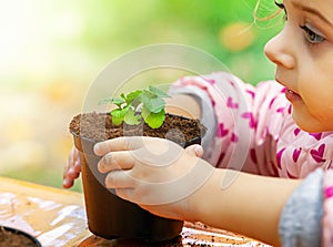 View of toddler child planting young beet seedling in to a fertile soil