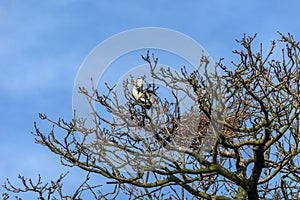 View of the top of a bare tree with budding buds, in early spring, in which a heron is busy building a nest and hitting twigs for