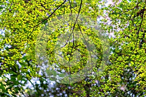 View of the top beams of the sun through green Leaves in forest