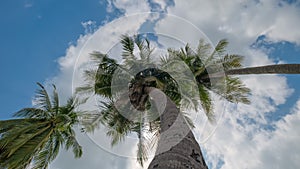 View of the top of a coconut tree