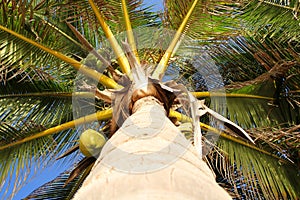 The view of the top coconut tree