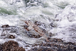 View at top of a flying by grey seagull.