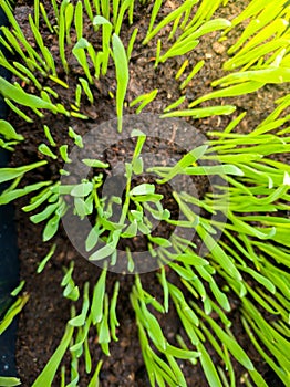 View from the top on fresh green grass growing through wet soil at spring