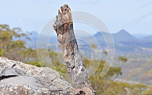 View from the top of Mount Cooroora near Pamona