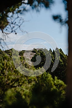 View of the top of the mountain from behind a tree, blue sky