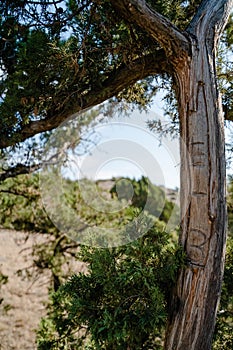 View of the top of the mountain from behind a tree, blue sky