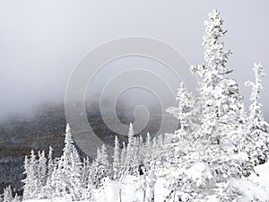 View from top of the mountain, spruce covered with the first bright snow, the fog rises. The concept of winter travel