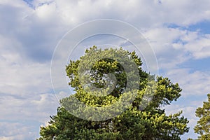 View of top of pine tree against blue sky with white clouds.