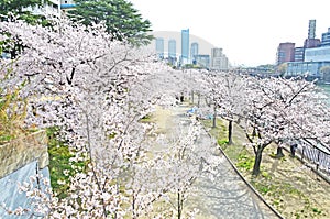 View on Top Sakura leaf