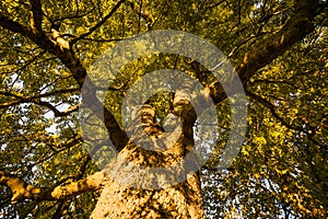 View into the top of the tree