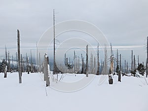 view from the top of Trojmezna mountain in bohemian forest