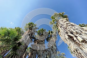 A view of the tops of palm trees in the form of a blue cloudless sky.