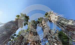 A view of the tops of palm trees in the form of a blue cloudless sky.