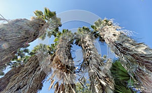 A view of the tops of palm trees in the form of a blue cloudless sky.