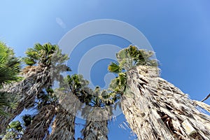 A view of the tops of palm trees in the form of a blue cloudless sky.