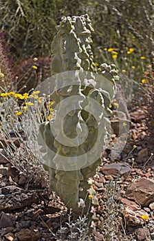 View of Totem Pole Cactus, Pachycereus Schottii Monstrosus photo