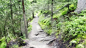 View from tourist walking in alpine forest on summer day. Hiker traveler hikking with beautiful forest landscape