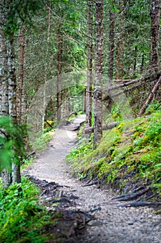 View from tourist walking in alpine forest on summer day. Hiker traveler hikking with beautiful forest landscape