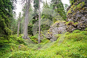 View from tourist walking in alpine forest on summer day. Hiker traveler hikking with beautiful forest landscape