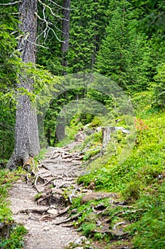 View from tourist walking in alpine forest on summer day. Hiker traveler hikking with beautiful forest landscape