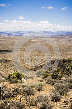 View towards the high desert speckled with sparse vegetation and the rocky outcrops of Joshua Tree National Park, various plants