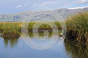 View towards Mission Peak; waterways at; Don Edwards Wildlife Refuge, south San Francisco bay, Alviso, San Jose, California