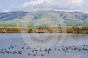 View towards Monument Peak; coots swimming on a salt pond; Don Edwards Wildlife Refuge, south San Francisco bay, Alviso, San Jose