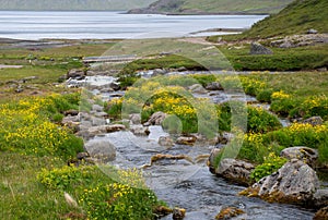 View towards sea from Dynjandi waterfall with stream wildflowers