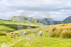 A view towards sheep grazing in the Yorkshire Dales close to Malham, Yorkshire