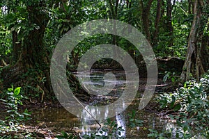 A view towars the trees