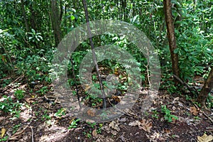 A view towars the trees