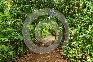 A view towars the trees