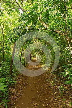 View towars the trees