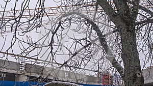 A view of a tower crane jib through the bare branches of a tree on the dusk gray sky background.