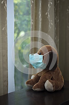 View of toy dog with medial mask on its face