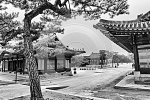 View of traditional buildings at Changgyeonggung Palace during cherry blossom in black and white