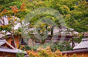 The view of traditional Japanese tiled roof through the leaves of autumn trees. Japan