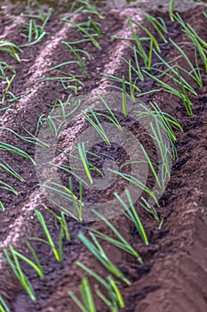 View of traditional onion plantation in ecological vegetable garden