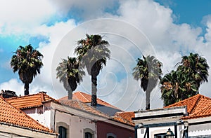 View of traditional Portuguese architecture with palm trees in Cascais, Portugal photo