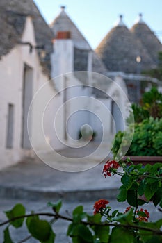 View of traditional white washed dry stone trulli houses on a street in the Rione Monti area of Alberobello in Puglia Italy photo