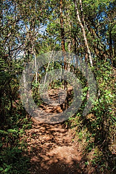 View of trail in the middle of the closed pine forest in Horto Florestal, near Campos do JordÃÂ£o. photo