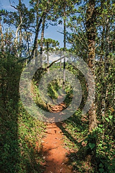 View of trail in the middle of the closed pine forest in Horto Florestal, near Campos do JordÃÂ£o. photo